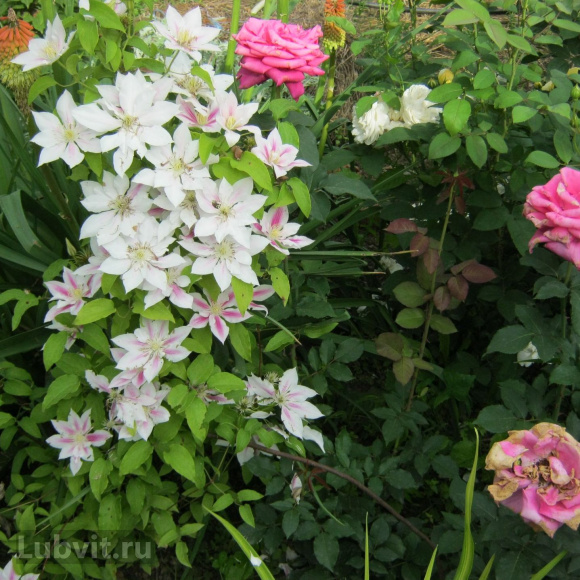 Клематис Андромеда (Andromeda) купить с доставкой Клематис Андромеда (Andromeda) купить с доставкой