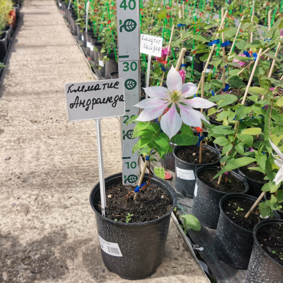 Клематис Андромеда (Andromeda) купить с доставкой