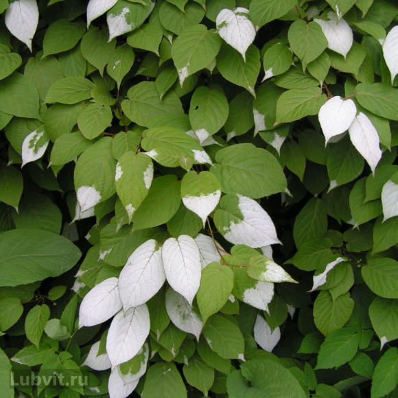 Актинидия Ленинградская крупноплодная купить с доставкой Актинидия Ленинградская крупноплодная купить с доставкой