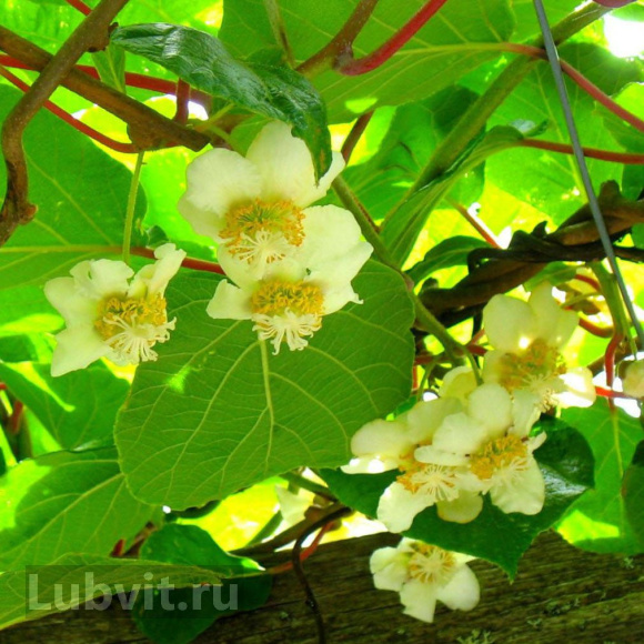 Актинидия Ленинградская крупноплодная купить с доставкой Актинидия Ленинградская крупноплодная купить с доставкой