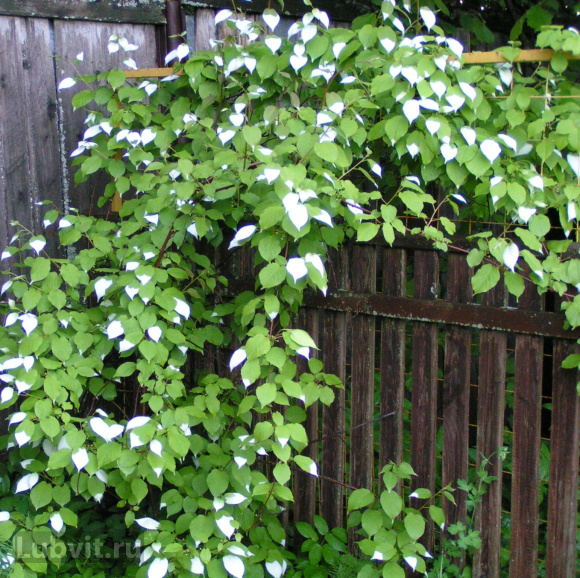 Актинидия Ленинградская крупноплодная купить с доставкой Актинидия Ленинградская крупноплодная купить с доставкой