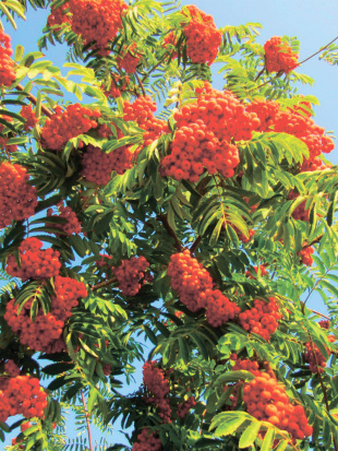 Рябина Ассортимент