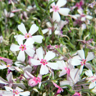 Флокс шиловидный Эпл Блоссом (Apple Blossom) Флокс шиловидный Эпл Блоссом (Apple Blossom)