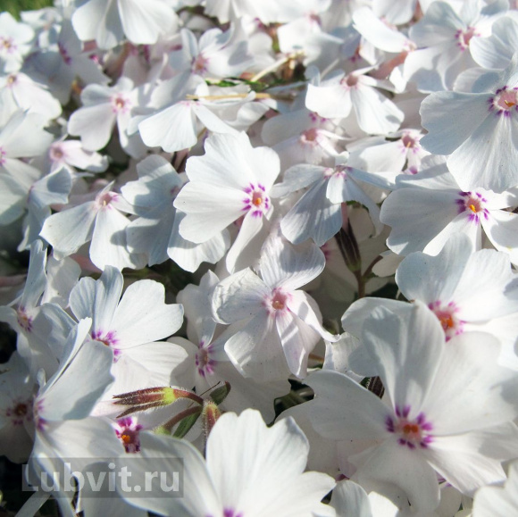 Флокс шиловидный Эпл Блоссом (Apple Blossom) купить с доставкой