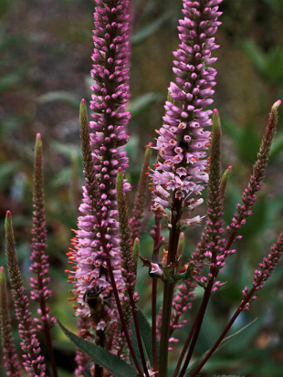 Вероникаструм Эрика (Erica)