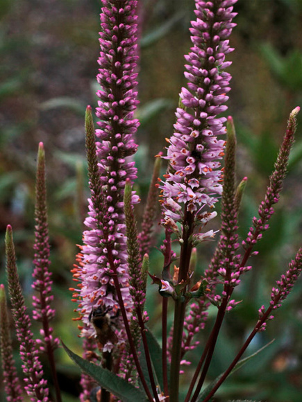 Вероникаструм Эрика (Erica) купить с доставкой