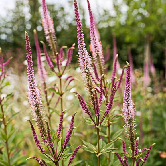Вероникаструм Эрика (Erica) купить с доставкой Вероникаструм Эрика (Erica) купить с доставкой