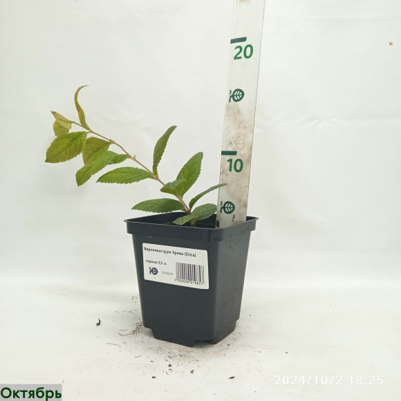 Вероникаструм Эрика (Erica) купить с доставкой Вероникаструм Эрика (Erica) купить с доставкой