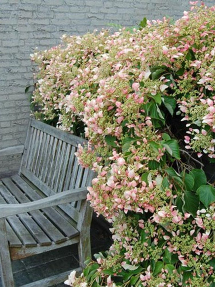 Схизофрагма Розеум (Roseum) купить с доставкой