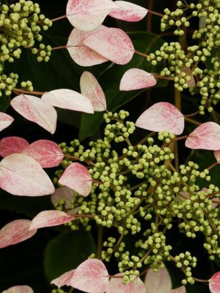 Схизофрагма Розеум (Roseum) купить с доставкой