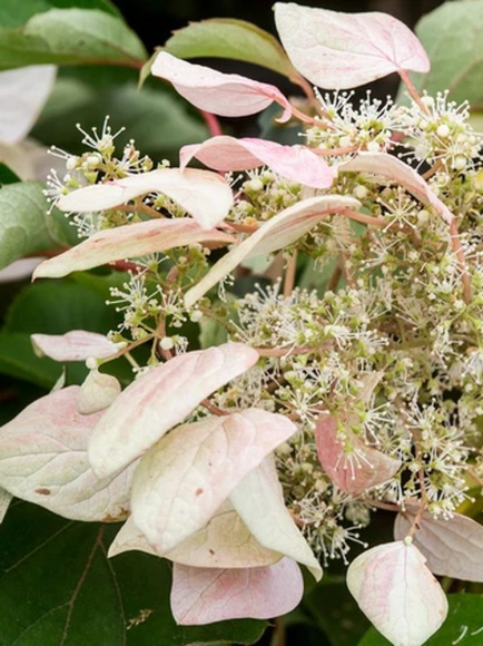 Схизофрагма Розеум (Roseum) купить с доставкой