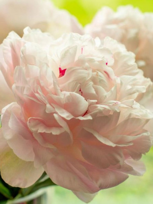 Пион Ник Шейлор (Nick Shaylor)