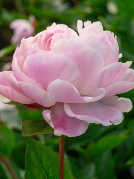 Пион Ник Шейлор (Nick Shaylor) купить с доставкой