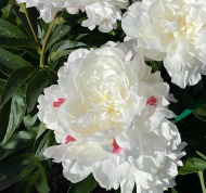 Пион Ник Шейлор (Nick Shaylor) Пион Ник Шейлор (Nick Shaylor)