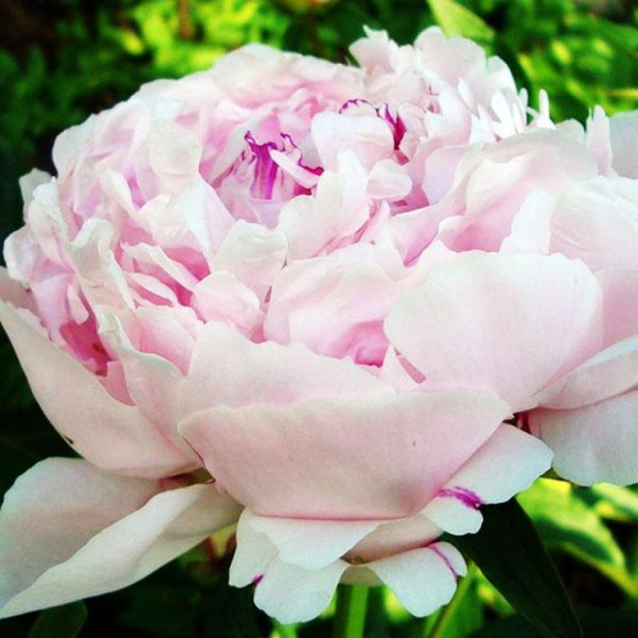 Пион Ник Шейлор (Nick Shaylor) купить с доставкой