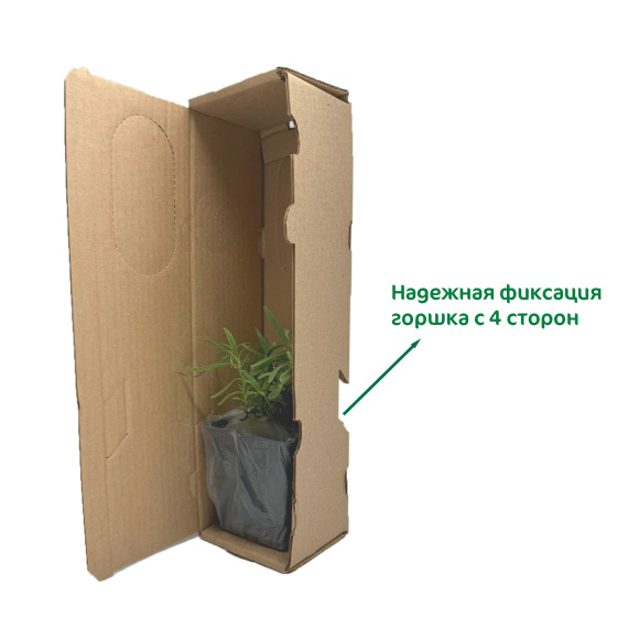 Коробка для упаковки растений  9,5 х 9,5 х 37 см 100 шт купить с доставкой