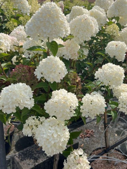 Гортензия Петтит Черри (Petite Cherry) метельчатая купить с доставкой