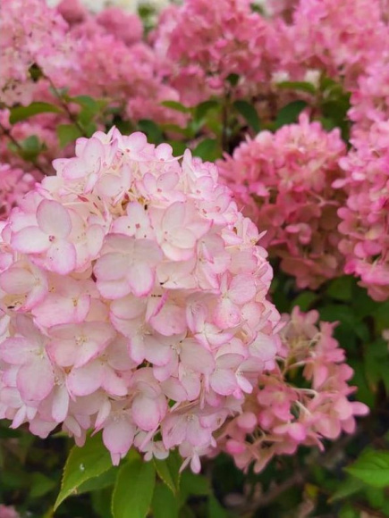 Гортензия Петтит Черри (Petite Cherry) метельчатая купить с доставкой