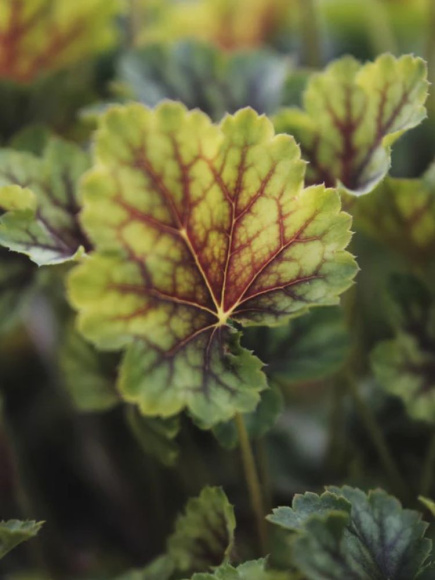 Гейхера Томас (Thomas) купить с доставкой