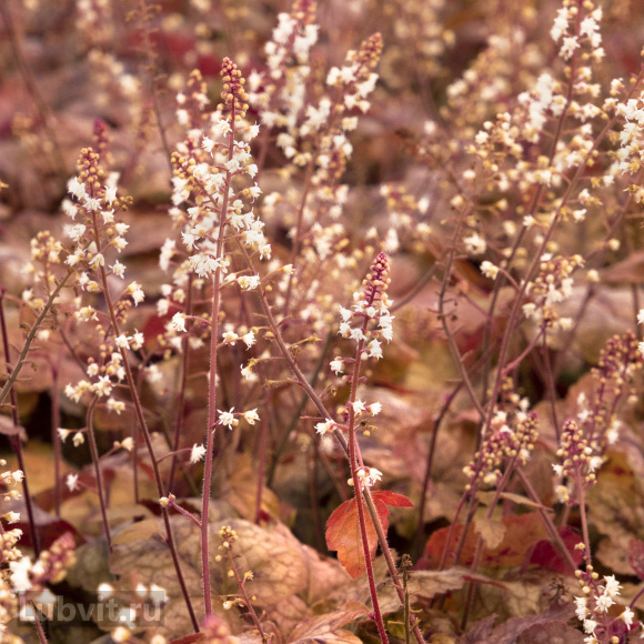 Гейхерелла Редстоун Фолс (Redstone Falls) купить с доставкой Гейхерелла Редстоун Фолс (Redstone Falls) купить с доставкой