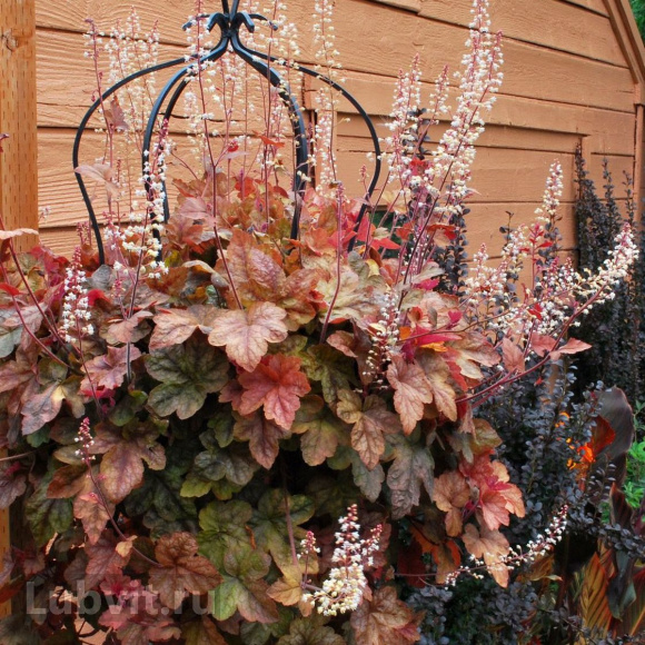 Гейхерелла Редстоун Фолс (Redstone Falls) купить с доставкой Гейхерелла Редстоун Фолс (Redstone Falls) купить с доставкой