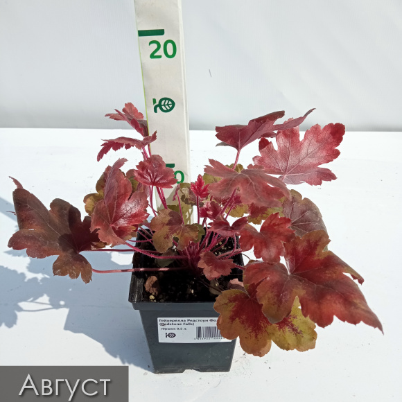 Гейхерелла Редстоун Фолс (Redstone Falls) купить с доставкой Гейхерелла Редстоун Фолс (Redstone Falls) купить с доставкой