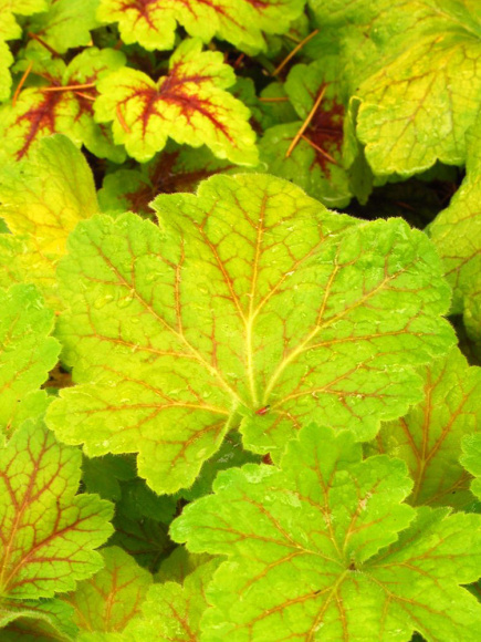Гейхера Электра (Electra) купить с доставкой
