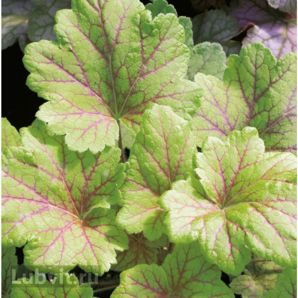 Гейхера Электра (Electra) купить с доставкой