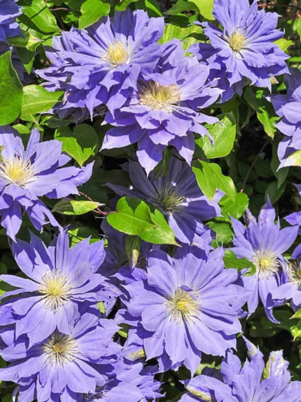 Клематис Коперник (Copernicus) купить с доставкой