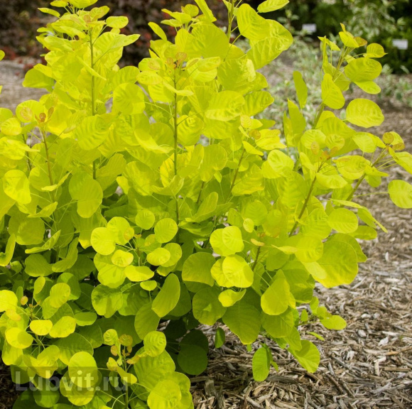 Скумпия Голден спирит (Golden Spirit) купить с доставкой Скумпия Голден спирит (Golden Spirit) купить с доставкой