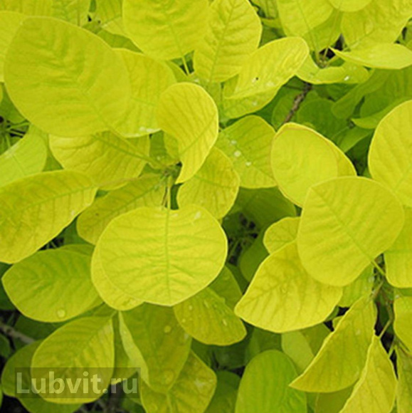 Скумпия Голден спирит (Golden Spirit) купить с доставкой Скумпия Голден спирит (Golden Spirit) купить с доставкой