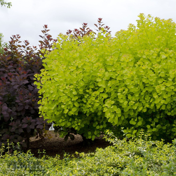 Скумпия Голден спирит (Golden Spirit) купить с доставкой Скумпия Голден спирит (Golden Spirit) купить с доставкой
