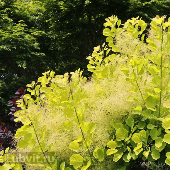 Скумпия Голден спирит (Golden Spirit) купить с доставкой Скумпия Голден спирит (Golden Spirit) купить с доставкой