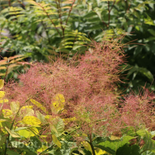 Скумпия Голден спирит (Golden Spirit)