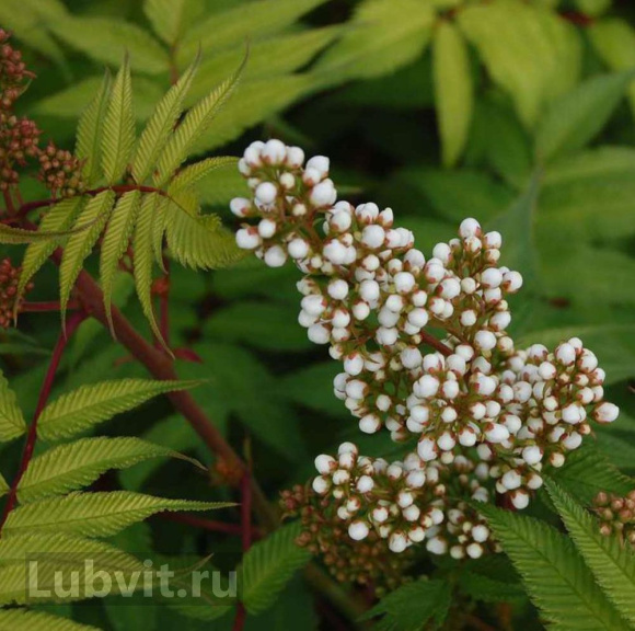 Рябинник рябинолистный Сэм (Sem) купить с доставкой Рябинник рябинолистный Сэм (Sem) купить с доставкой