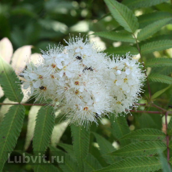 Рябинник рябинолистный Сэм (Sem) купить с доставкой Рябинник рябинолистный Сэм (Sem) купить с доставкой