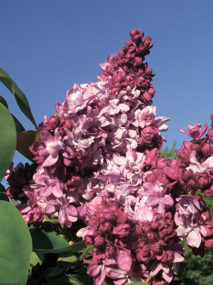 Сирень Маршал Малиновский купить с доставкой