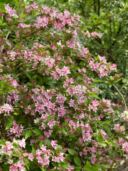 Вейгела Розеа (Rosea) купить с доставкой