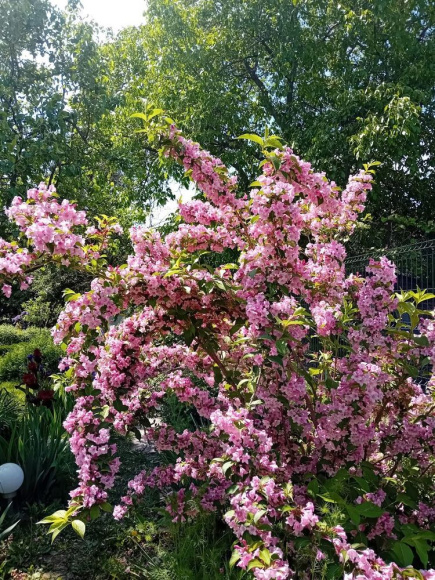 Вейгела Розеа (Rosea) купить с доставкой