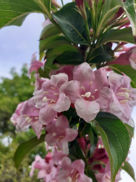 Вейгела Розеа (Rosea) купить с доставкой