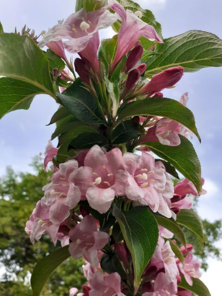 Вейгела Розеа (Rosea) купить с доставкой