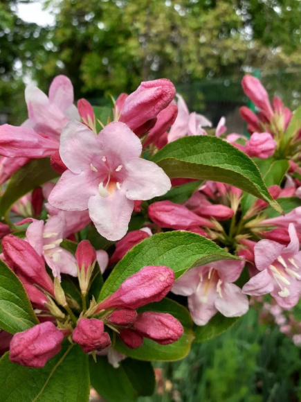 Вейгела Розеа (Rosea) купить с доставкой