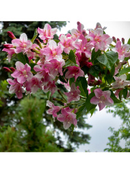 Вейгела Розеа (Rosea) Вейгела Розеа (Rosea)