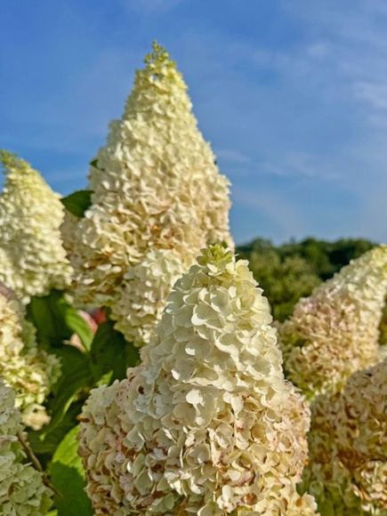 Гортензия Мэджикал Килиманджаро (Magical Kilimanjaro) метельчатая купить с доставкой