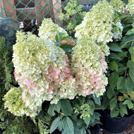 Гортензия Мэджикал Килиманджаро (Magical Kilimanjaro) метельчатая Гортензия Мэджикал Килиманджаро (Magical Kilimanjaro) метельчатая