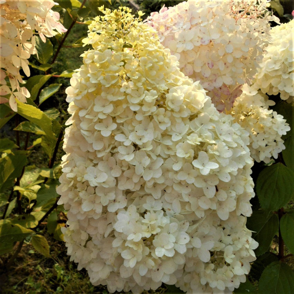 Гортензия Мэджикал Килиманджаро (Magical Kilimanjaro) метельчатая купить с доставкой Гортензия Мэджикал Килиманджаро (Magical Kilimanjaro) метельчатая купить с доставкой