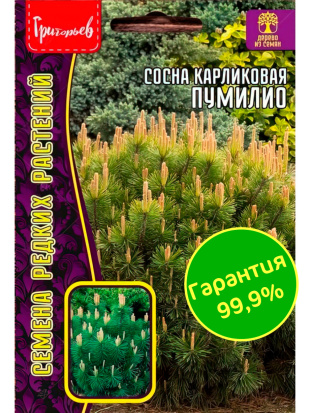 Сосна Пумилио карликовая [Семена редких растений]