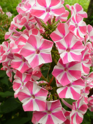 Флокс Пеперминт Твист (Peppermint Twist)