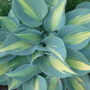 Хоста Катерина (Catherine) [L]