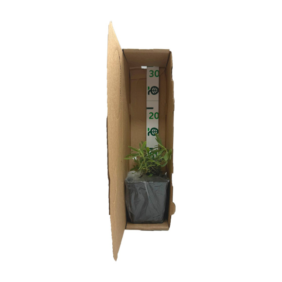 Коробка для упаковки растений 9,5 х 9,5 х 37 см 1000 шт купить с доставкой Коробка для упаковки растений 9,5 х 9,5 х 37 см 1000 шт купить с доставкой